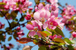 Kirschblüte