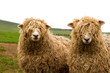 long wool sheep