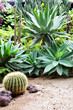 Cactuses