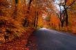 Forest road