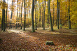 Buchenwald im Herbst