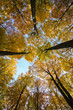 Buchenwald im Herbst