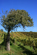 Apple tree in wineyard, pfalz, germany.