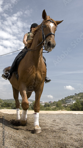 Photo: caballo trotando caballo trotando