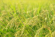 稲穂　Ears of rice