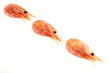 Prawns