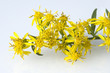 echte goldrute; solidago virgaurea