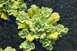 Wassersalat; Pistia stratiotes