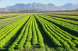 plantation de salades plantation de salades