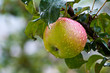 Apfel