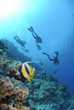 Photo: Two Red Sea bannerfish with scuba divers silhouettes. Two Red Sea bannerfish with scuba divers silhouettes.