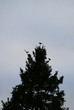 Oiseaux sur un arbre
