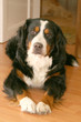 Berner Sennenhund