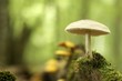 Champignon