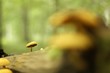 Au loin un champignon
