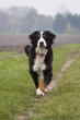Berner Sennenhund