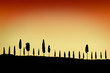 Cypress alley at sunset Cypress alley at sunset