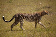 Gepard