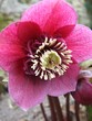 Fleur