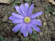 Fleur
