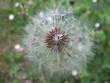 Fleur