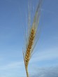 Epis d'orge