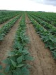Champs d'haricots vert