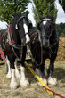 Shire Horse