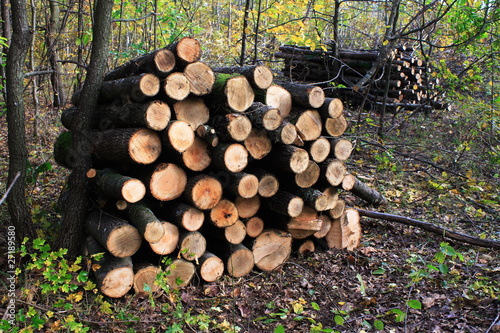 Photo: Ordered timber for firewood Ordered timber for firewood