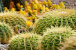 Close-up of golden barrel cactus