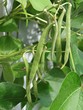 Scarlet runner beans on their vines, In Seattle garden Scarlet runner beans on their vines, In Seattle garden