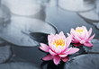 Lotus blossoms