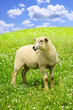 Cute young sheep