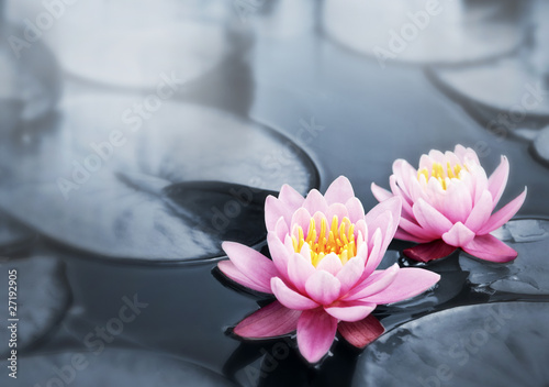 Photo: Lotus blossoms Lotus blossoms