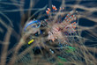 Taucher und Rotfeuerfisch,Pterois volitans,