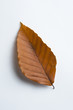 red leaf