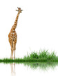 giraffe with green grass isolated giraffe with green grass isolated
