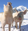 Young pigs on the walk in the Swiss Alps