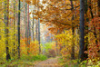 Autumn in the park