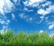 Foto: green grass and blue sky green grass and blue sky