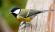Titmouse