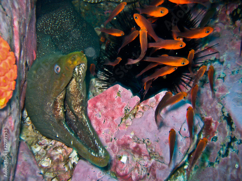 Photo: moray eel attack moray eel attack