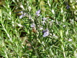 Rosmarin mit Biene