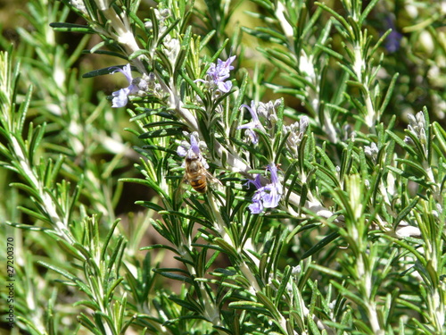 Photo: Rosmarin mit Biene Rosmarin mit Biene