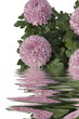 chrysanthème