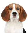 Beagle šteňa portrét. Izolovaných na bielom pozadí