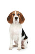 Beagle puppy