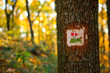 Tourist sign on the oak tree in the autumn forest