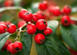 Autumn Berries