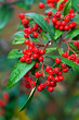 Red berries